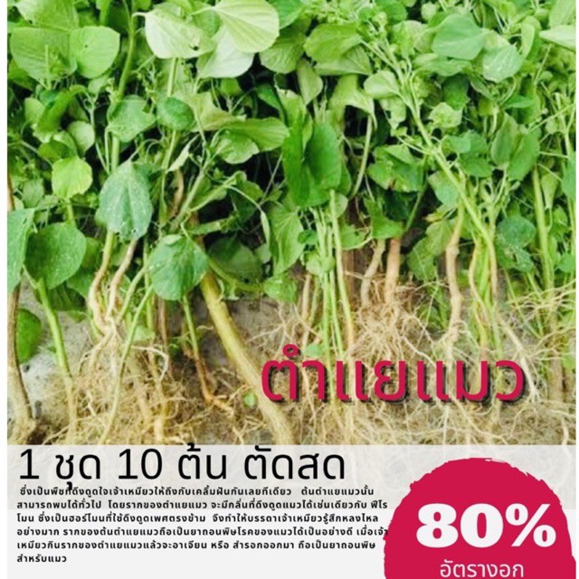 ตำแยแมว ตำแยแมวพร้อมราก (1ราก)