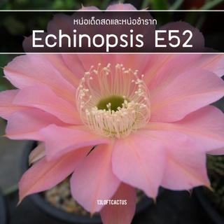 Echinopsis​ E52​หน่อเด็ดสดชำมีราก​ กระบองเพชรเลี้ยงง่ายดอกสวย