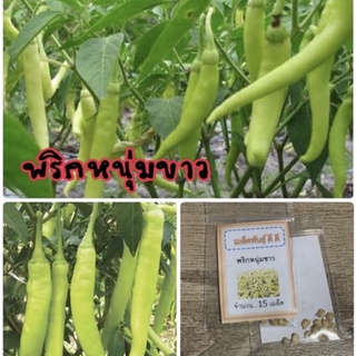 เมล็ดพันธุ์ พริกหนุ่มขาว พริกหนุ่ม พริก (ซื้อ 10 แถม 1 คละอย่างได้)