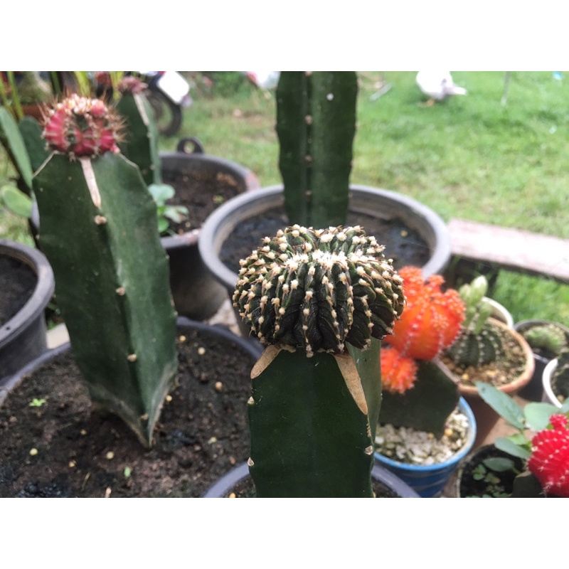 ยิมโน LB 2178 แท้คริส