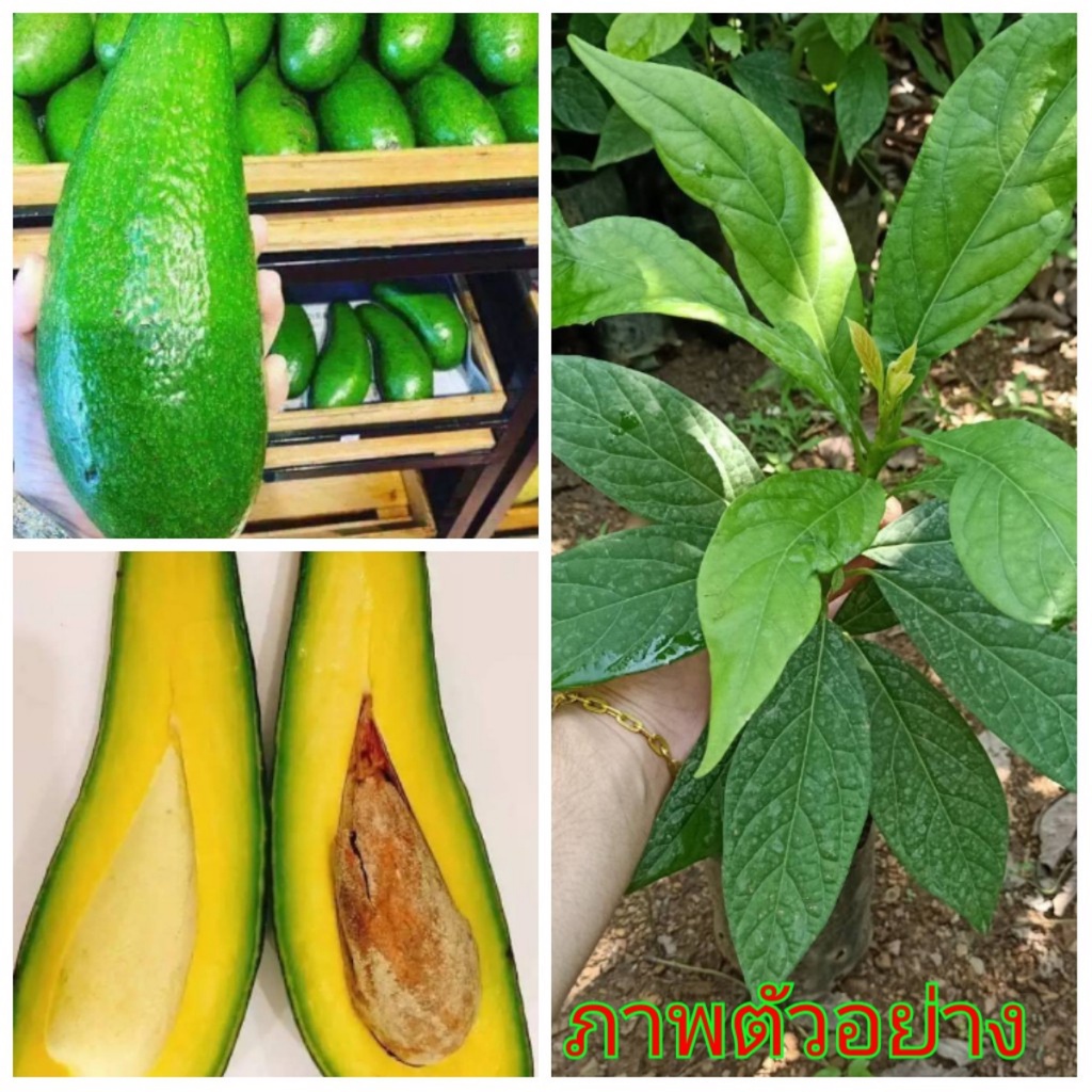 [ต้นอโวคาโดแบบเพาะเมล็ด ] อาโวคาโด034นำเข้าต้นพันธุ์เสียบยอด สูง 60-70เซ็น ติดผลตลอดปี ให้ผลผลิตสูง