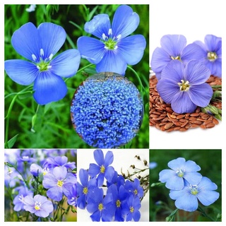 พร้อมส่ง ของแท้ 100% เมล็ด 100 ชิ้น เมล็ด บลูเฟล็กซ์ Blue Flax Flower ราคาถูก ต้นไม้ ไม้ ประดับ ต้นไม้ ประดับ พรรณ