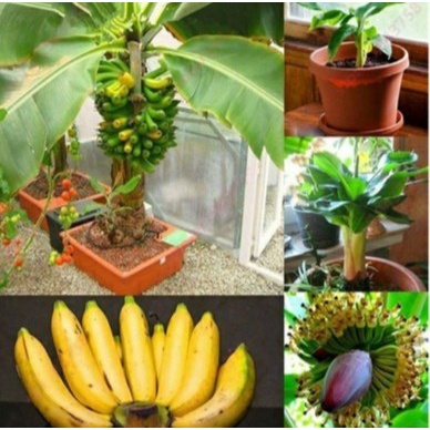 50 เมล็ด เมล็ดพันธุ์ต้นกล้วยแคระ ต้นกล้วย กล้วยหอมกล้วยจิ๋ว ต้นไม้ประดับ ต้นไม้มงคล