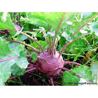 เมล็ดพันธุ์ กะหล่ำปม สีม่วง (Purple Vienna Kohlrabi Seed) บรรจุ 300 เมล็ด