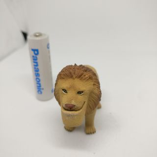 สิงโตคางยื่น lion