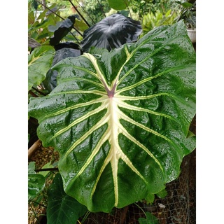 colocasia white lava (โคโลคาเซียไวท์ลาวา แท้!)