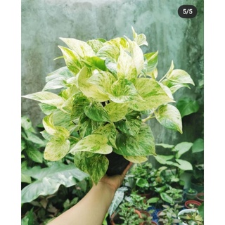 พลูราชินีหินอ่อน🍀 พลูหินอ่อน พลูฝรั่ง Epipremnum Aureum (Linden&amp;André) Bunting Marble Queen