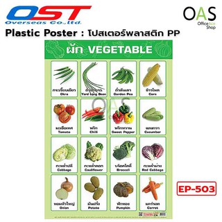 Intop By OST Plastic Poster โปสเตอร์พลาสติก สื่อการเรียนรู้ 50x70 cm #EP-503 ผัก VEGETABLE