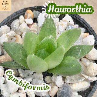 [ฮาโวเทียซิมบิฟอร์มิส] Haworthia Cymbiformis ส่งพร้อมกระถาง แคคตัส Cactus Succulent Haworthia Euphorbia ไม้หายาก