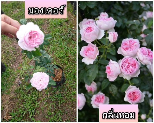 กุหลาบเลื้อยญี่ปุ่นดอกสวยเลี้ยงง่าย รูปที่ 2