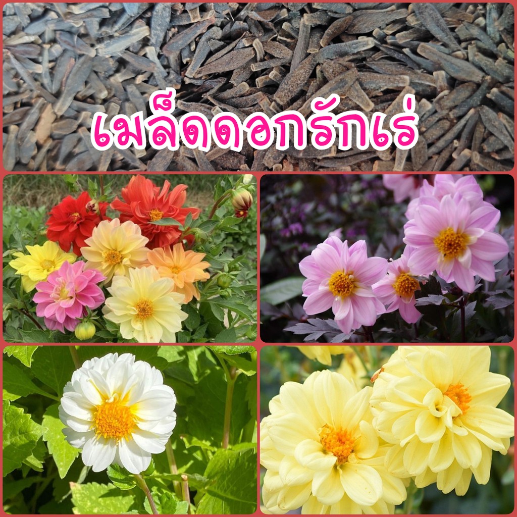 เมล็ดดอกรักเร่ ลาเดีย 20 เมล็ด