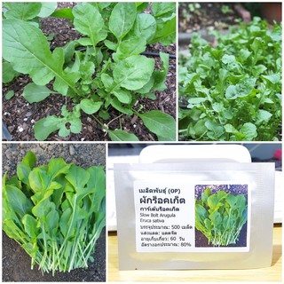 เมล็ดพันธุ์ ผักร็อคเก็ต (Slow Bolt Arugula Seed) บรรจุ 500 เมล็ด คุณภาพดี ราคาถูก ของแท้ 100%