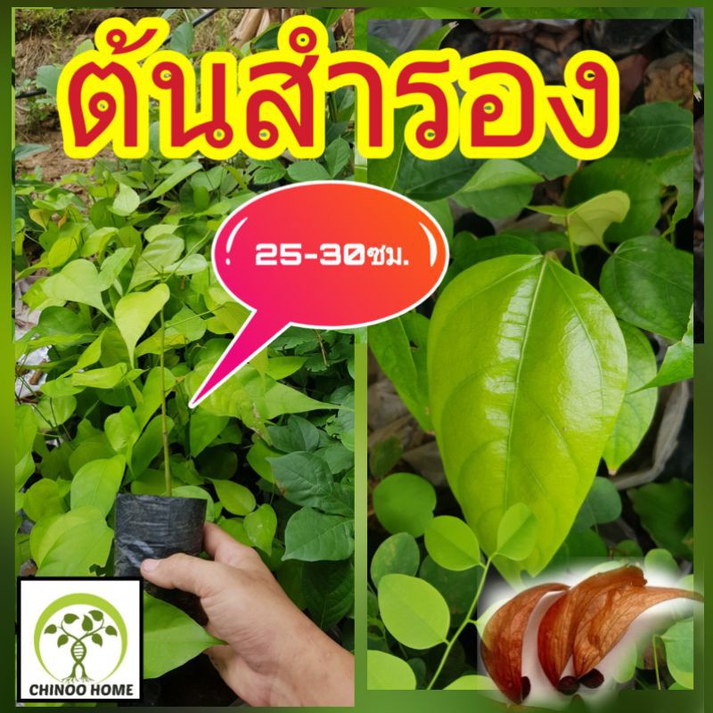 ต้นสำรอง ต้นไม้ตาย เคลมฟรี ทุกต้น เฉพาะ ระหว่างขนส่ง เท่านั้น หรือ ต้น พุงทลาย สำรอง ต้นสำลอง ไม้สมุนไพร น่าปลูก