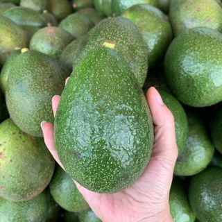 🥑🥑2 กก. อโวคาโดคละสายพันธุ์ เก็บสดจากสวนเชียงราย เนื้อดี มันเนย รสชาติอร่อย ปลอดสารพิษ