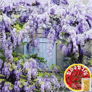 [MEGA PROMO NOW!] 10Pcs Wisteria เมล็ดพันธุ์สำหรับปลูกรายการตกแต่งสวนเมล็ดพันธุ์สมุนไพรพืช Basil Plant Ing Live Seeds 1F