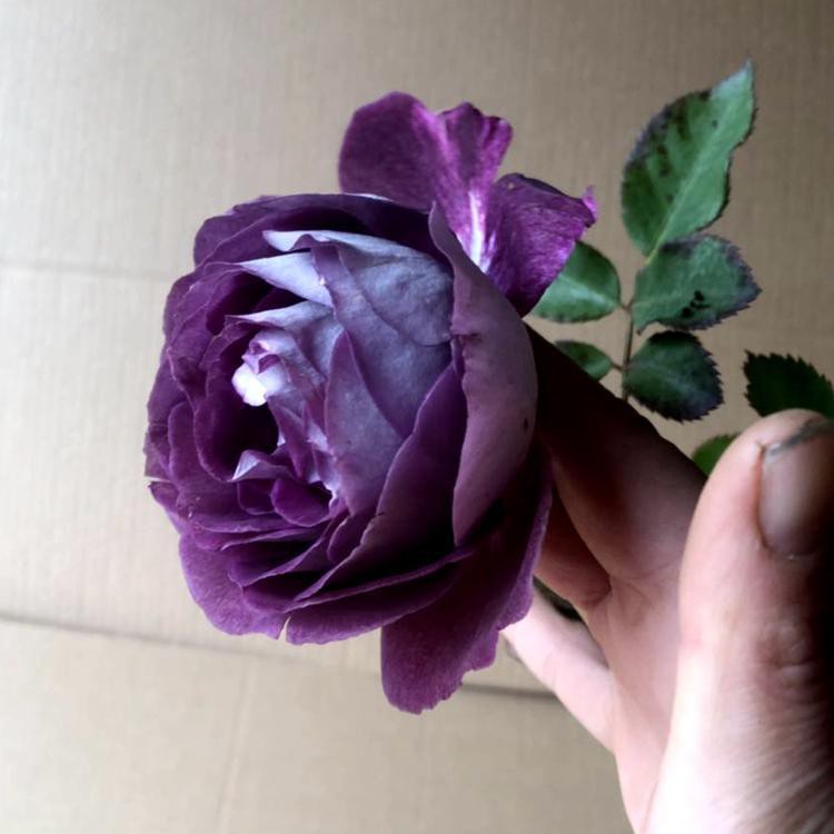 d﹍☽☂> Fujimoto Rose Chorus  สวนกุหลาบหลายดอกพืชปีนเขากุหลาบดอกไม้ต้นกล้ากุหลาบสีเขียวกระถางดอกไม้ |  Shopee Thailand