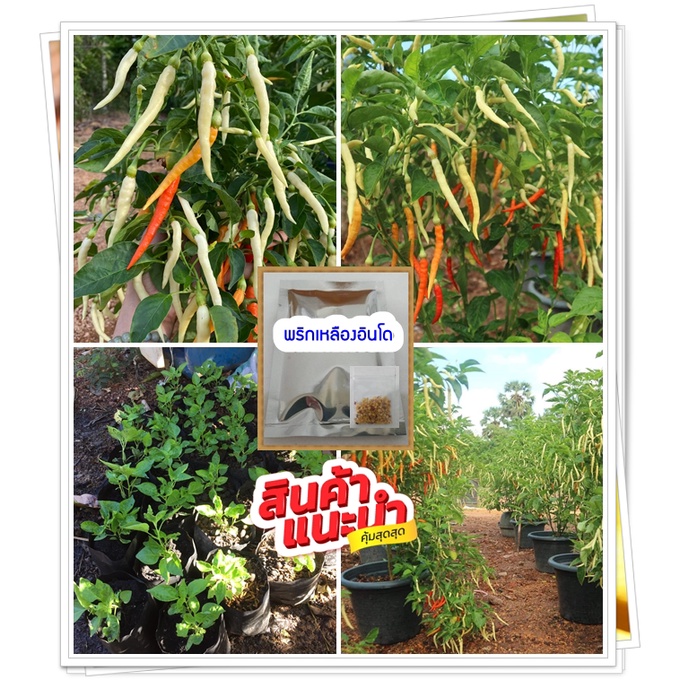 จำนวน 200เมล็ด/ซอง (ซื้อ 4 ซองแถม 1)เมล็ดพันธุ์พริกเหลืองอินโดดกมากปลูกครั้งเดียว เก็บได้ทั้งปี ตลาดต้องการสูง.