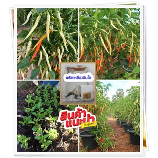 (ซื้อ 5 ซองแถม 1)เมล็ดพันธุ์พริกเหลืองอินโดดกมากปลูกครั้งเดียว เก็บได้ทั้งปี ตลาดต้องการสูง ซอง200เมล็ด