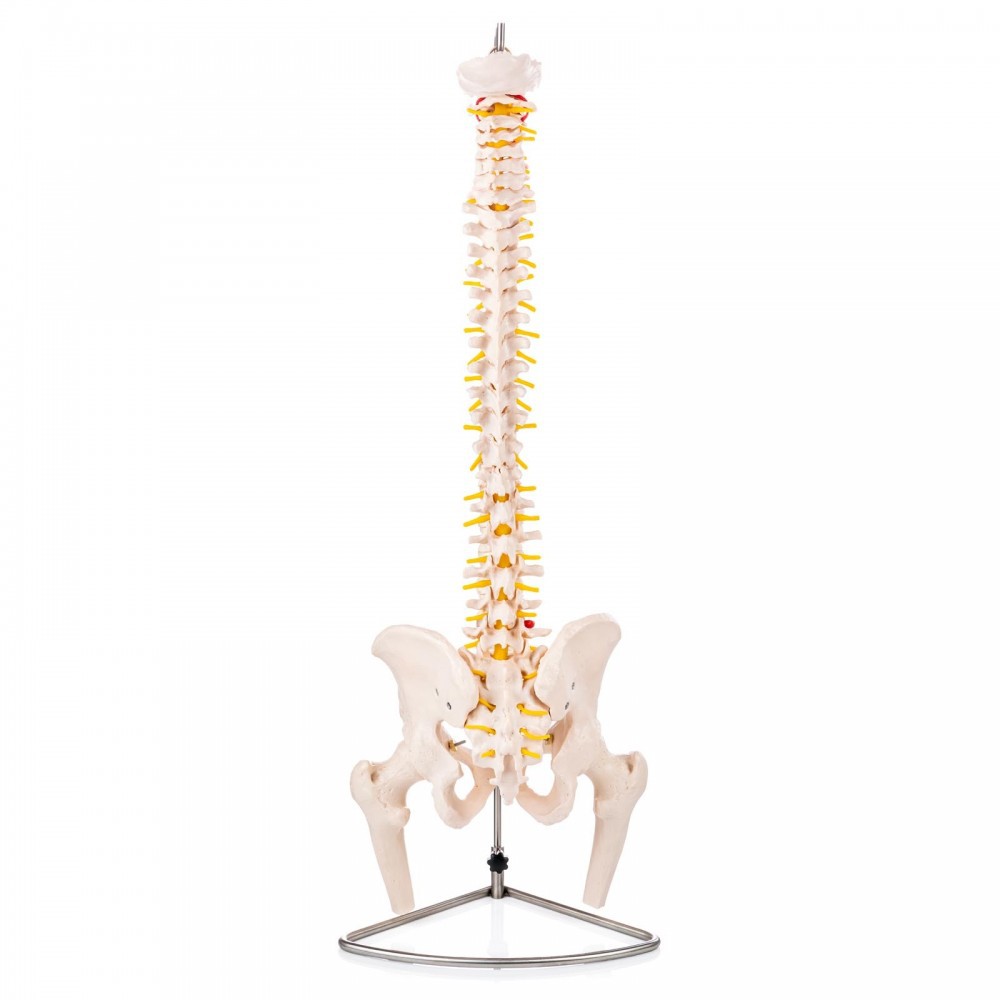 คอลัมน์กระดูกสันหลังขนาด 90 ซม.พร้อมหัว Pelvis และหัวกระดูกสันหลังโครงกระดูกรุ่น tulang Manuser