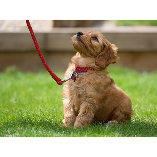 Bomei Pet Harness With Collar เชือกจูงสุนัข ขนาดยาว 1.5m สายจูงหมาปลอกคอสุนัข ปรับสายรัดไนลอน สายจูงสุนัข เชือก เชือกรัด