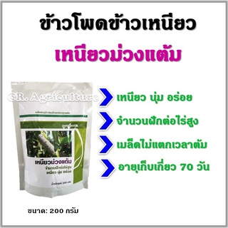 เหนียวม่วงแต้ม syngenta เมล็ดข้าวโพดข้าวเหนียว เมล็ดพันธุ์ข้าวโพด #ข้าวโพด #ม่วงแต้ม ขนาด 200 กรัม