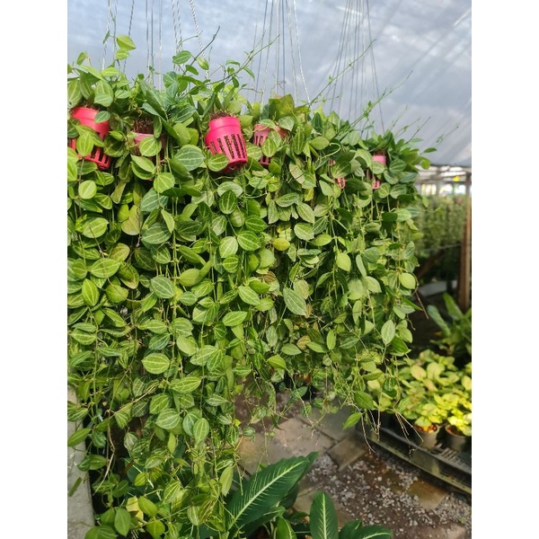 เดฟแตงโม Dischidia ovata Benth. สวยๆพร้อมแขวน