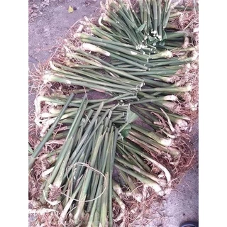 กระวาน​ ขายหน่อพันธุ์​กระวานสำหรับ​ปลูก​1ชุด5หน่อ100บาท