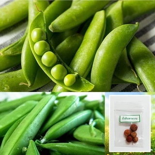 เมล็ดถั่วลันเตาหวาน 10 เมล็ด 🌱 ซื้อ 10 แถม 2 คละได้ 💥 เลือกของแถมได้ คิดถึงเมล็ดผัก คิดถึง skinsun