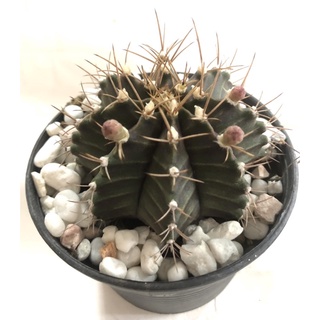 กระบองเพชร แคคตัส ยิมโนคาไลเซียม (Gymnocalycium) ติดตุ่มดอก