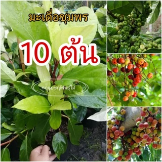 🍒ต้นมะเดื่อชุมพร หรือ ต้นฉิ่ง ชุด 10 ต้น 30cm เพราะเม็ด