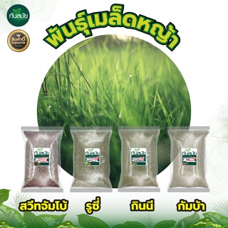 เมล็ดหญ้า กินนีสีม่วงPurple grass / รูซี่ / สวีทจัมโบ้ ขนาด  500กรัม และ 1กิโลกรัม หญ้าเลี้ยงวัว  หญ้าพันธุ์อย่างดี