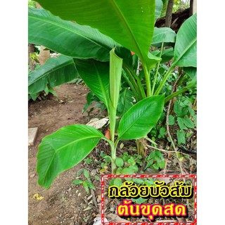 กล้วยบัวส้ม (Flowering banana) เป็นต้นขุดสด จัดส่งขนาดคละไซส์ ขุดตามออเดอร์ จัดส่ง 1-3 วันได้รับสินค้า