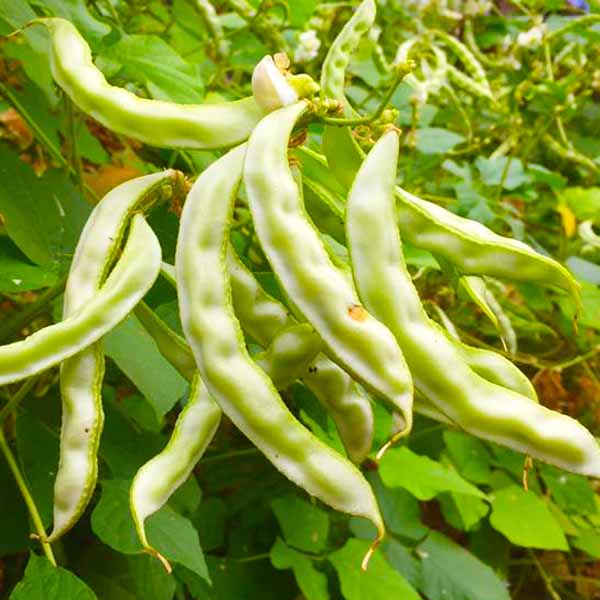 ถั่วแปบ สีขาว🎯ถูกที่สุด 9 บ.🎯เมล็ดพันธุ์ถั่วแปป 10 เมล็ด🌿ปลูกครั้งเดียวอยู่ได้เป็นปี 🍂ปลูกง่าย🍂ทานอร่อย