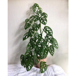 monstera acuminata มอนสเตอร่า อคูมินาต้า