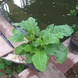 มะเขือเปราะเจ้าพระยา(Chao phaya eggplant)หรือมะเขือเผาะ พืชสวนครัว