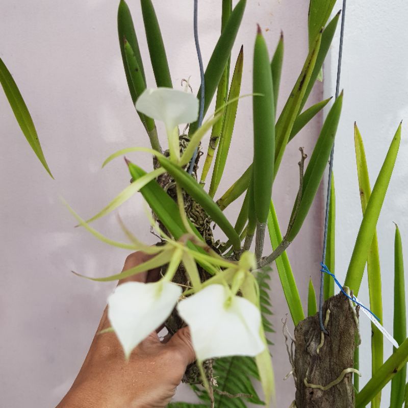 กล้วยไม้ เจ้าหญิงรัตติกาล  Brassavola Nodosa ติดขอนไม้น่ารัก