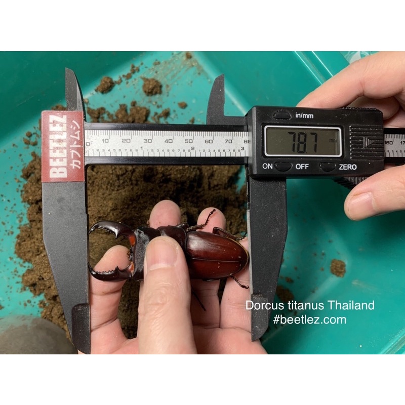 ⭐️Ohhiratake คินชิ Kinshi อาหารหนอนคีม