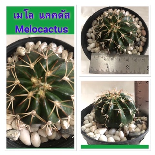 กระบองเพชร แคคตัส เมโล (Melocactus)