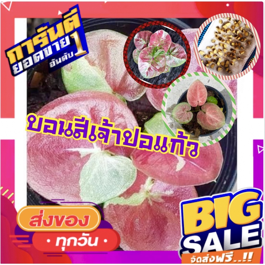 สินค้าขายดี บอนสีเจ้าปอแก้ว ผ่าหัวติดเขี้ยวรับประกันงอก รับประกันของแท้ 100 % (5 ชิ้น/แพ็ค)