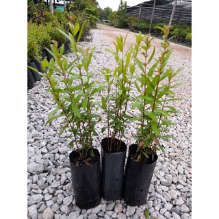 🌱ต้นกล้าทับทิมแดงมารวย🌱 (แบบเพาะเมล็ด)