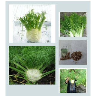 เมล็ดพันธุ์ ผักชีลาวฝรั่ง - Florence Fennel Herb 100เมล็ด++