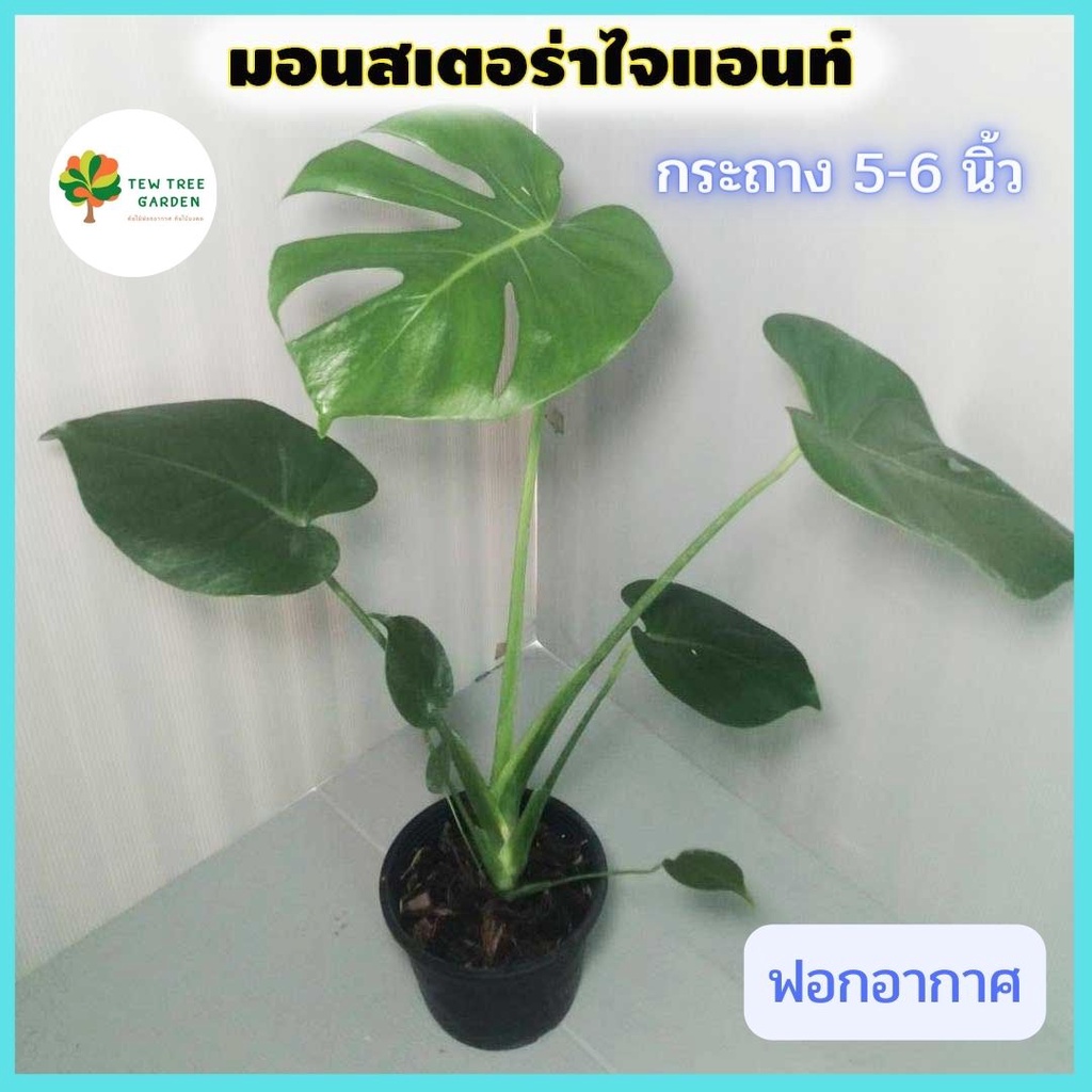 Plants 99 บาท มอนสเตอร่าไจแอนท์ Monstera Deliciosa (Giant) ต้นสวย ต้นจริงส่งพร้อมกระถาง 5-6 นิ้ว คัดฟอร์มสวยส่ง ต้นไม้ฟอกอากาศ Home & Living