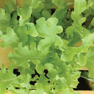 เมล็ด ผักสลัดโบว์ลเขียว - White Salad Bowl Lettuce