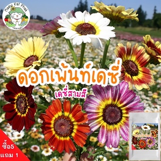 เมล็ดพันธุ์ ดอกเพ้นท์เดซี่ เดซี่สามสี - Painted Daisy Mix  150เมล็ด นำเข้าจากต่างประเทศ ปลูกง่าย ไม่กลายพันธุ์