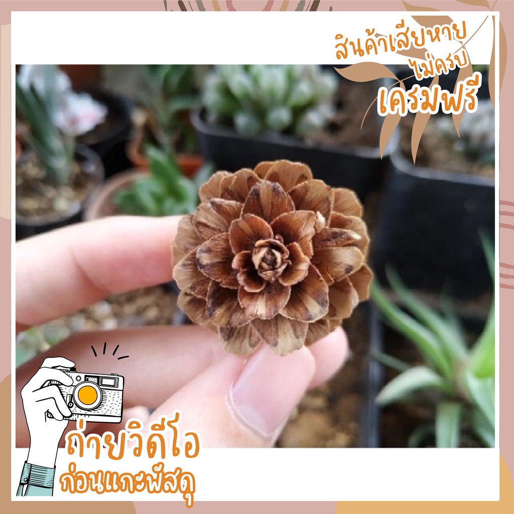 (พร้อมส่งจากไทย) Pinecone ลูกสนจิ๋ว 🌿  สนจิ๋ว สนสามใบ ลูกสนขนาดเล็ก