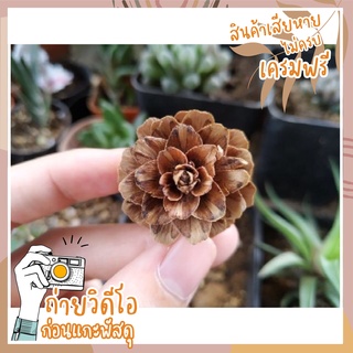 (พร้อมส่งจากไทย) Pinecone ลูกสนจิ๋ว 🌿 สินค้าชนิดเดียวขั้นต่ำ10ชิ้น สนจิ๋ว สนสามใบ ลูกสนขนาดเล็ก