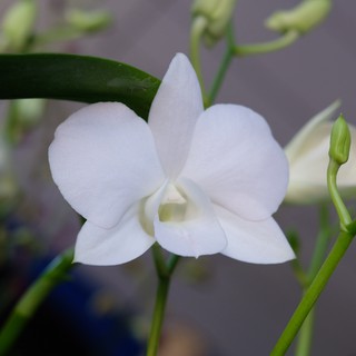 กล้วยไม้สายพันธุ์หวายสีขาว สโนไวท์ แทงช่อ ติดดอก 3 กระถาง (Snow White Dendrobium)