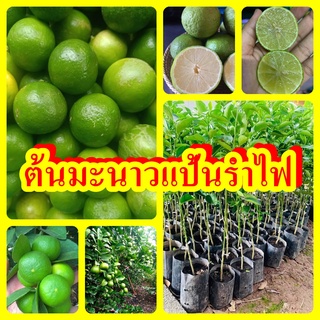 มะนาวแป้นรำไพ เปลือกบาง น้ำเยอะ ต้นพันธุ์เสียบยอดสูง 40-50 ซม.แข็งแรงพร้อมปลูก