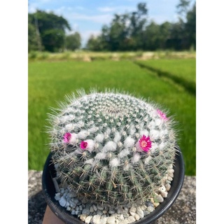 Mammillaria แมมแม่เฒ่า แคคตัส ต้นไม้ cactus ไม้ขนาด 4-5 เซนติเมตร กระถาง 2 นิ้ว