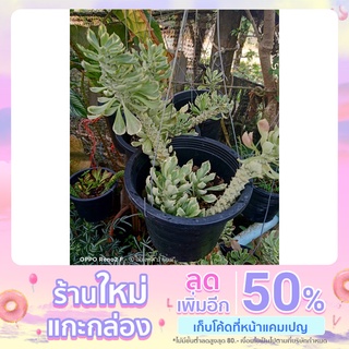 ต้นพญานาคราช Ornamental Hemp Cacust ไม้ฟอกอากาศ ไม้มงคล กระถาง 6 นิ้ว